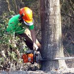 Benefits of Tree Removal by Professionals