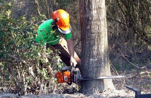Benefits of Tree Removal by Professionals