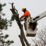 Tree Cutting Brampton