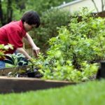 What Is The Best Way To Take Care Of Your Lawn