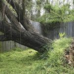 Who Do You Call To Remove A Fallen Tree