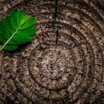 What Happens To Roots After Stump Grinding