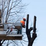 Why Is Tree Pruning Important