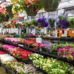 Wholesale Garden Center Long Island