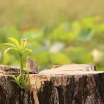 What-Happens-to-Roots-When-Trees-are-Cut-Down
