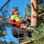 Tree-Surgeon