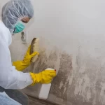 Mold-Removing-Your-Home