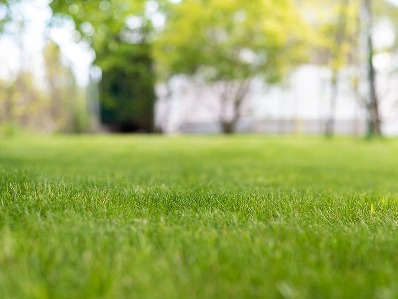 Benefits of Hydroseeding Benefits of Hydroseeding