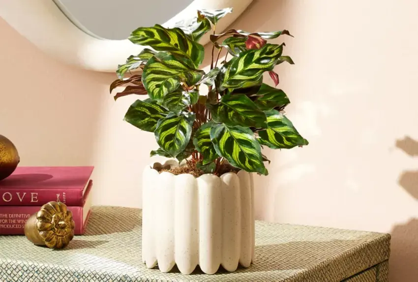 Calathea Calathea
