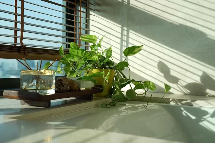 Pothos Devils Ivy Pothos (Devil’s Ivy)