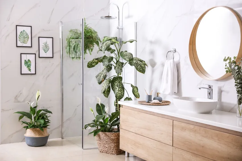 Top 10 Best Bathroom Plants Top 10 Best Bathroom Plants